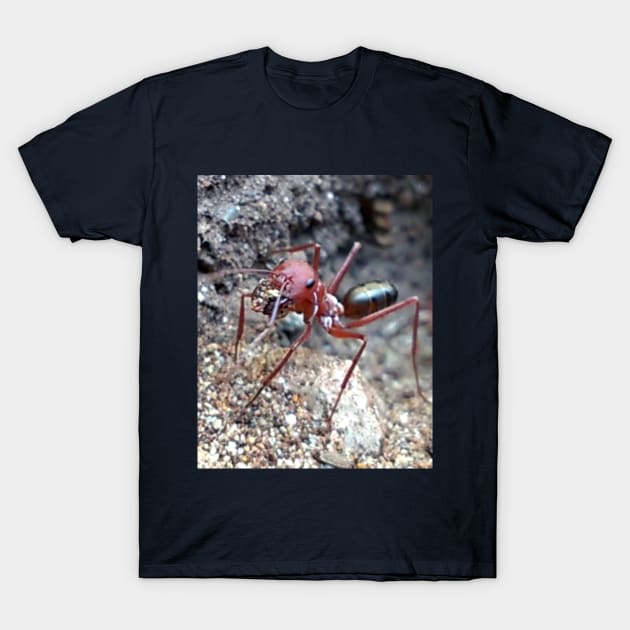 Cataglyphis Bicolor T-Shirt by abdusnetzwerk